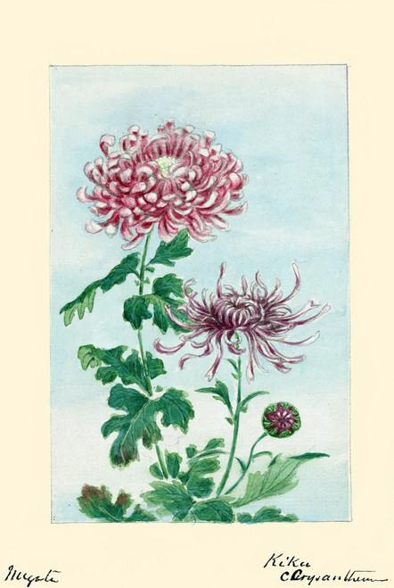 Japanese print of Drawing shows the leaves and blossoms of a kiku. Poster Print by Megata Morikaga - Item # VARBLL0587419059