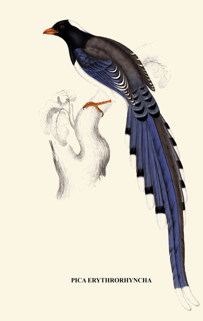 Pica Erythrorhyncha-A Century of Birds from the Himalaya Mountains John Gould & Wm. Hart Poster Print by John Gould - Item # VARBLL0587392924
