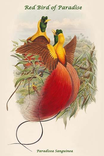 Paradisea Sanguinea - Red Bird of Paradise Poster Print by John  Gould - Item # VARBLL0587320346