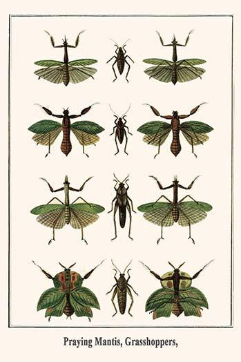 Choeradodis strumaria, Mantodea, Orthoptera Poster Print by Albertus  Seba - Item # VARBLL0587298995