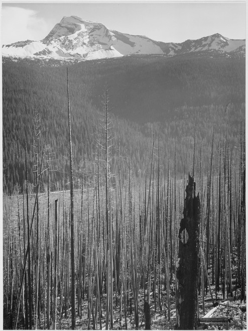 Pine trees snow covered mountains in background "Burned area Glacier National Park" Montana. 1933 - 1942 Poster Print by Ansel Adams - Item # VARBLL058740034x