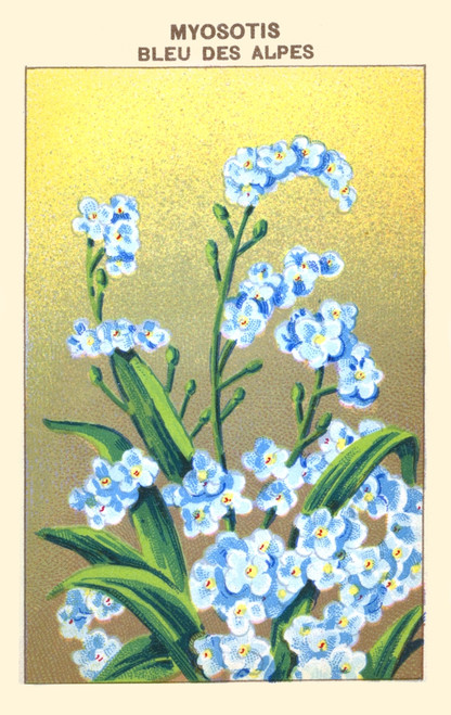 Blue "Forget me nots" of the Alps Poster Print by unknown - Item # VARBLL0587410035