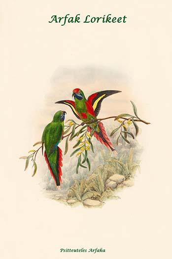 Psitteuteles Arfaka - Arfak Lorikeet Poster Print by John  Gould - Item # VARBLL0587317841