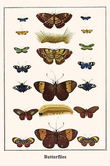 Lycaenidae, Riodininae, Hesperiidae, Jemadia gnetus, Nymphalidae, Brassolis sophorae, Papilionidae, Parides aeneas, Stalachtis euterpe Poster Print by Albertus  Seba - Item # VARBLL0587298642