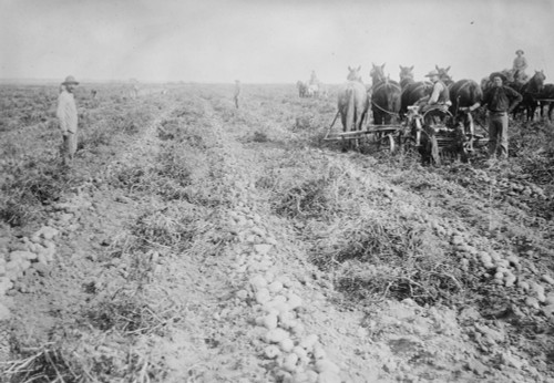 Harvesting in Potato field, Colorado Poster Print - Item # VARBLL058756570L