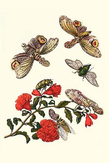 Fidicina mannifera & a Fulgora latereria Poster Print by Maria Sibylla  Merian - Item # VARBLL0587287667
