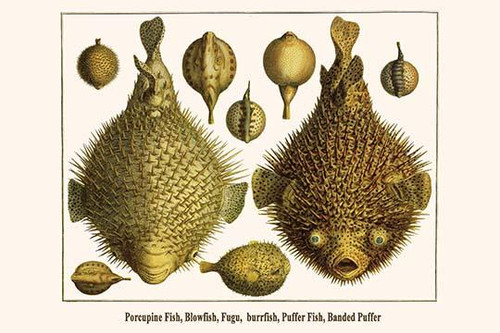 Diodon hystrix, Chilomycterus reticulatus, Diondontidae, Lagocephalus, colomensus psittacus, tetraodontidae Poster Print by Albertus  Seba - Item # VARBLL0587297980