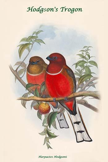 Harpactes Hodgsoni -Hodgson's Trogon Poster Print by John  Gould - Item # VARBLL0587318678