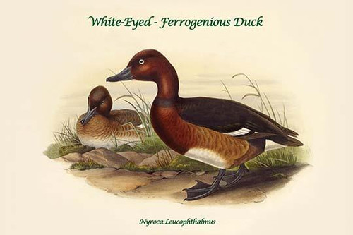 Nyroca Leucophthalmus - White-Eyed - Ferrogenious Duck Poster Print by John  Gould - Item # VARBLL0587320036
