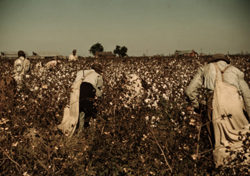 Day laborers picking cotton near Clarksdale, Miss. Poster Print - Item # VARBLL0587630760
