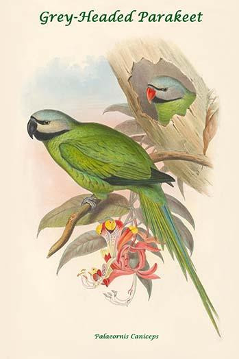 Palaeornis Caniceps - Grey-Headed Parakeet Poster Print by John  Gould - Item # VARBLL0587318961