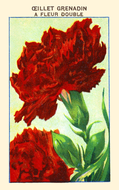 Grenadin carnation Poster Print by unknown - Item # VARBLL0587409428