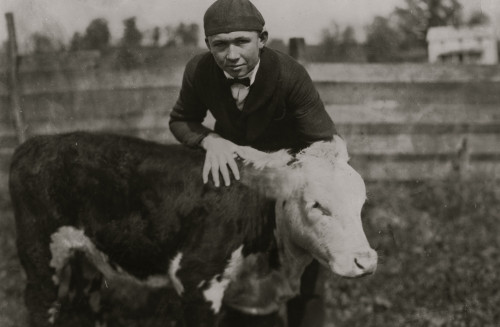 Harry Harper, one of the 4 H Club boys with his registered calf. Location: Pocahontas County--Hillsboro, West Virginia Poster Print - Item # VARBLL058754494L