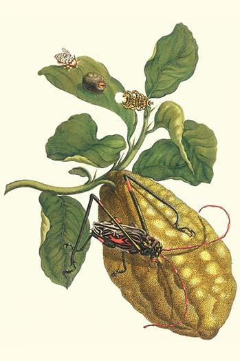 Citrus medica, Phobetron hipparchia, Acrocinus longimanus Poster Print by Maria Sibylla  Merian - Item # VARBLL0587287454