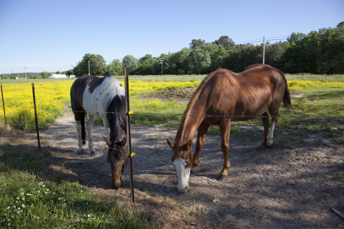 Horses in Rural Alabama Poster Print - Item # VARBLL058756135L