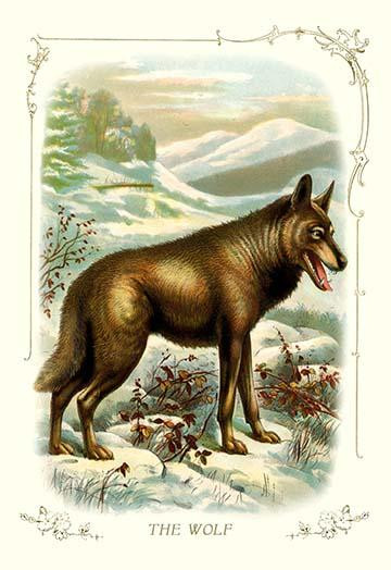 The wolf in snowy mountains. Poster Print by unknown - Item # VARBLL0587111968