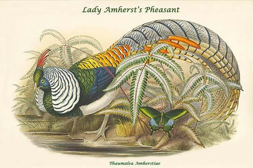 Thaumalea Amherstiae - Lady Amherst's Pheasant Poster Print by John  Gould - Item # VARBLL0587319240