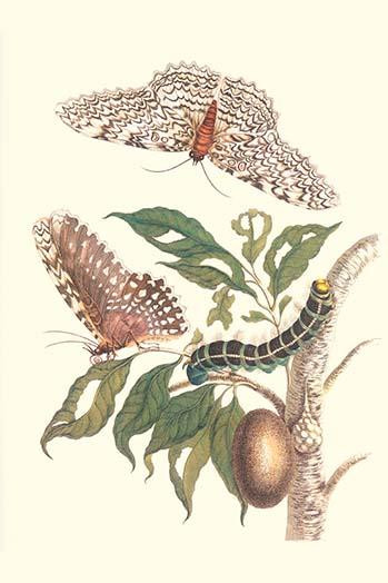 (1) Limbo Tree White Witch Moth Hawkmoth; Bursera simaruba Thysania agripina Pachilia syces Poster Print by Maria Sibylla  Merian - Item # VARBLL0587287373
