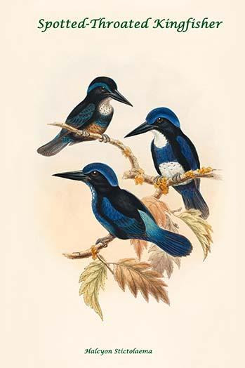 Halcyon Stictolaema - Spotted-throated Kingfisher Poster Print by John  Gould - Item # VARBLL0587318015
