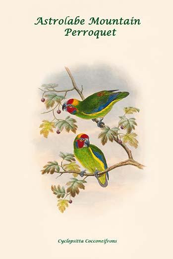 Cyclopsitta Cocconeifrons - Astrolabe Mountain Perroquet Poster Print by John  Gould - Item # VARBLL0587318902
