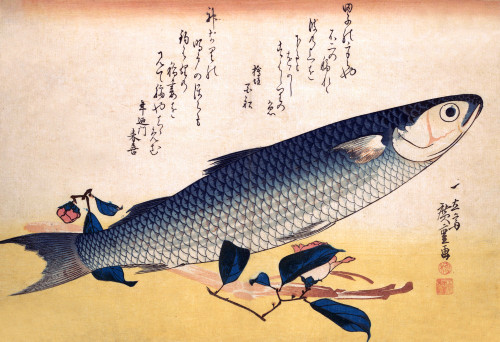 Bora Fish with Camellia, from the series Uozukushi Poster Print by Hiroshige - Item # VARBLL0587652225