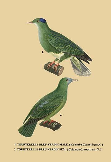 Blue "cap" bird and another with light blue face. Poster Print by unknown - Item # VARBLL0587055405