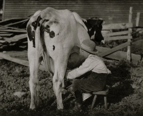 Eight-year old Jack milking the cows Poster Print