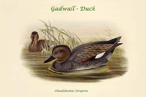 Chaulelasmus Strepera - Gadwall - Duck Poster Print by John  Gould - Item # VARBLL058732001x