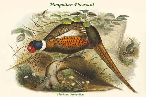 Phasianus Mongolicus - Mongolian Pheasant Poster Print by John  Gould - Item # VARBLL0587319380
