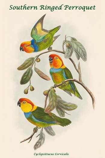 Cyclopsittacus Cervicalis - Southern Ringed Perroquet Poster Print by John  Gould - Item # VARBLL0587318856