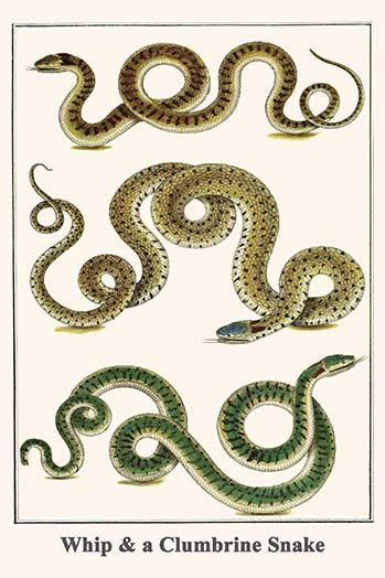 Serpentes, Coluber, Colubridae Poster Print by Albertus  Seba - Item # VARBLL0587297387