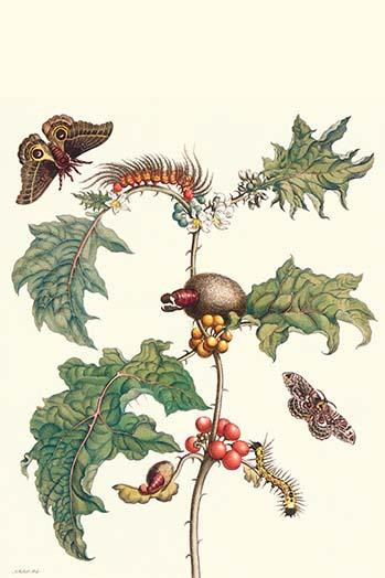 (1) Potato Plant with Moth & Caterpillars; Automeria arminia Poster Print by Maria Sibylla  Merian - Item # VARBLL0587287241