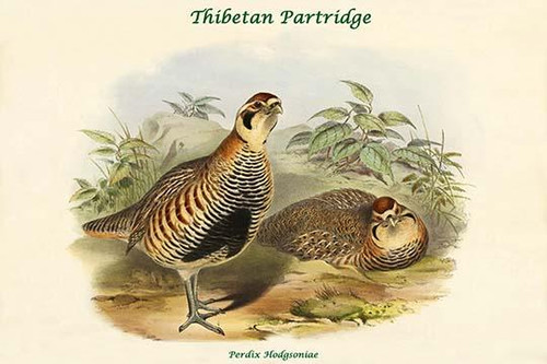 Perdix Hodgsoniae - Thibetan Partridge Poster Print by John  Gould - Item # VARBLL0587320613