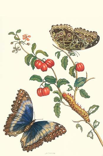 (1) Deidamia Morpho Butterfly on a Barbados Cherry; Morpho deidamia; Malpighia emarginata Poster Print by Maria Sibylla  Merian - Item # VARBLL058728725x