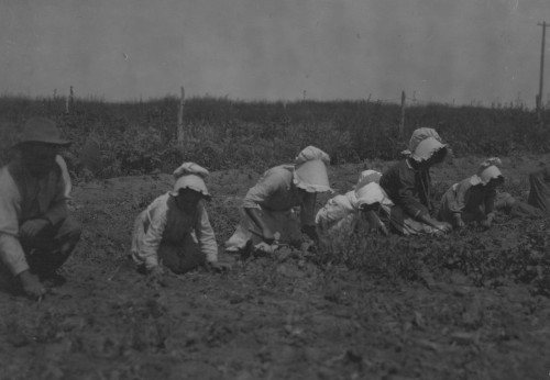 Sugar beet workers, Sugar City, Colorado. Mary, six years, Lucy, eight, Ethel, ten. Family has been here ten years. Children go to school in the winter Poster Print - Item # VARBLL058755237L