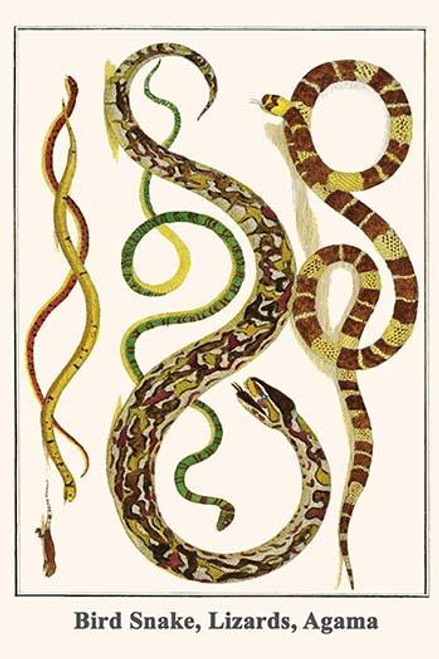 Serpentes, Boidae, Squamata, Africa, Poster Print by Albertus  Seba - Item # VARBLL0587297344