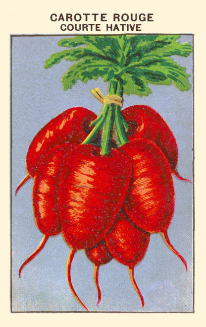 Short red carrot Poster Print by unknown