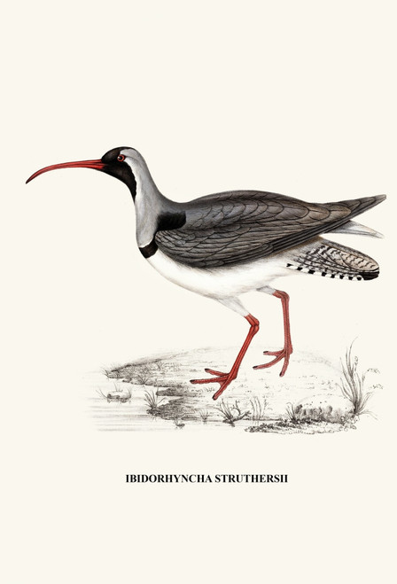 Ibidorhyncha Struthersii-A Century of Birds from the Himalaya Mountains-John Gould & Wm. Hart Poster Print by John Gould - Item # VARBLL0587392973