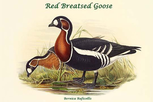 Bernica Ruficollis - Red Breatsed Goose Poster Print by John  Gould - Item # VARBLL0587321105