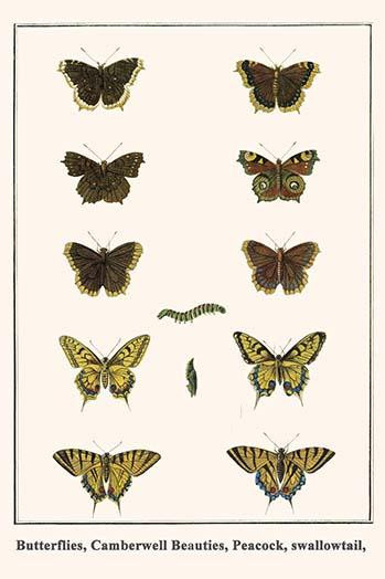 Nymphalidae, Papilionidae, Nymphalis antiopa, Inachus io, Papilio machaon, Iphiclides podilarius Poster Print by Albertus  Seba - Item # VARBLL058729874x