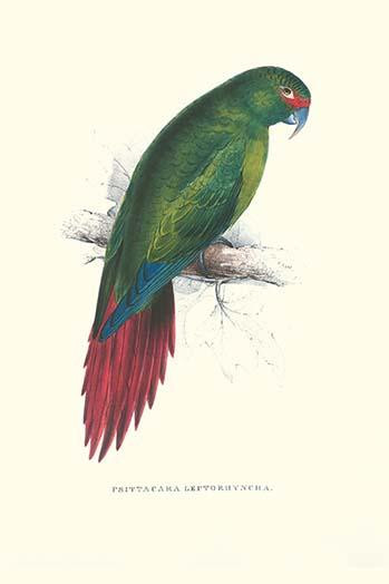 Long Billed Parakeet Macaw Poster Print by Edward  Lear - Item # VARBLL0587286601