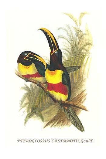 Pteroglossus castinotis castinotis Poster Print by John  Gould - Item # VARBLL0587292296