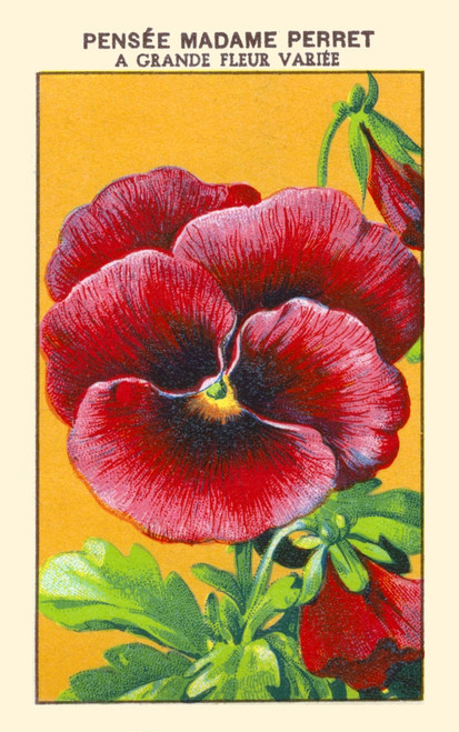 Madame Perret pansies Poster Print by unknown - Item # VARBLL0587410108