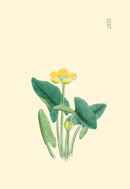 Japanese print of Lotus-like plant with yellow blossom and large leaves, each on separate stalks. Poster Print by Megata Morikaga - Item # VARBLL0587419067