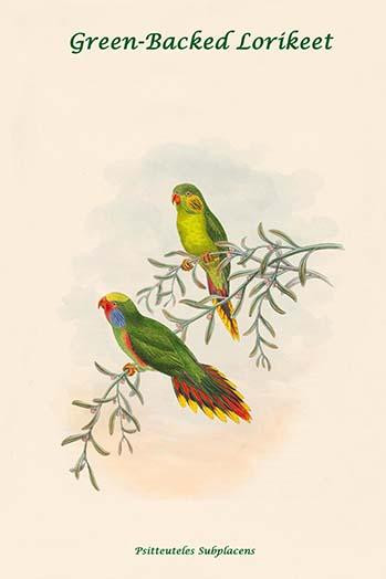 Psitteuteles Subplacens - Green-Backed Lorikeet Poster Print by John  Gould - Item # VARBLL0587317892