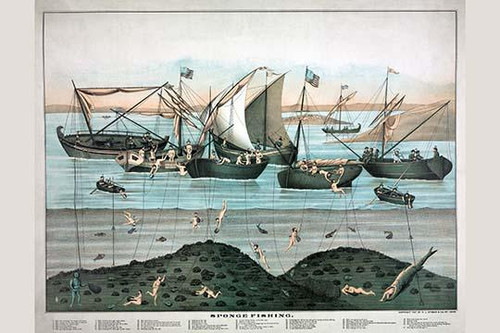Many ships and many divers collect sponges from the sea floor.  One unlucky diver is being swallowed by a large fish. Poster Print by unknown - Item # VARBLL0587300701