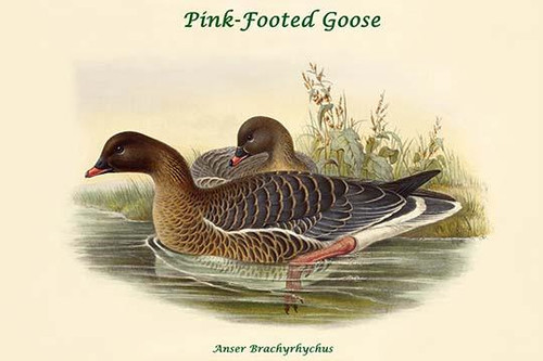 Anser Brachyrhychus - Pink-Footed Goose Poster Print by John  Gould - Item # VARBLL0587321067