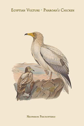 Neophron Percnopterus - Egyptian Vulture - Pharoah's Chicken - Poster Print by John  Gould - Item # VARBLL0587313684