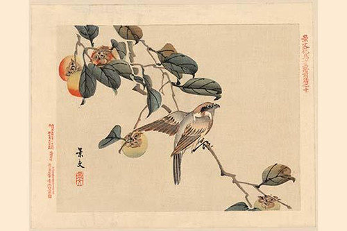 A small hawk lands upon a branch of a peach tree. Poster Print by Unknown - Item # VARBLL0587204273