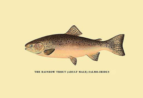 Charles Zibeon Southard penned a book about Trout fishing in America and  this illustration showed one of the species. Poster Print by H.H. Leonard -  Item # VARBLL0587023090 - Posterazzi